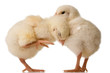 Baby chicks