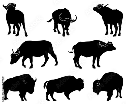 Vektor: Bison and Buffalo Bison and Buffalo