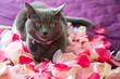Un chat dans les petales de rose