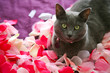 Un chat dans les petales de rose