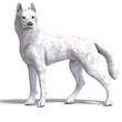 White Wolf. 3D rendering with clipping path and shadow over whit