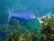 Blue fish
