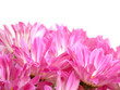 Chrysanthemum white background,