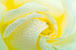 yellow rose