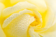 Yellow rose