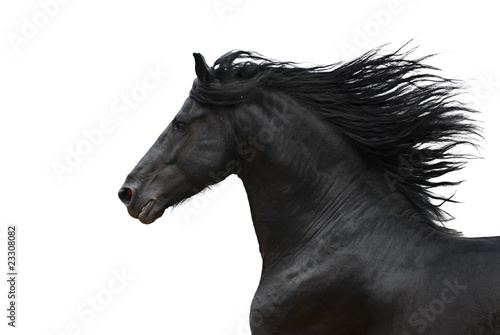Photo: Portrait of galloping frisian horse Portrait of galloping frisian horse
