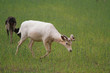 Foto: Hirsch Hirsch
