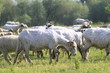 Transylvanie