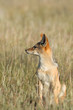 Blackbacked Jackal