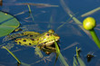 green frog in pond
