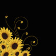 sunflowers and swirls