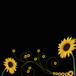 sunflower border