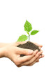 Hand holding plant
