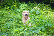 Golden retriever in grass