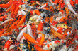 Frenzy Koi Carps Swimming In The Pond Frenzy Koi Carps Swimming In The Pond