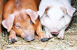 Two pigs, pig, piglets