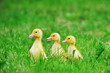 Small ducklings green grass Small ducklings green grass