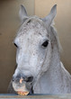 White Horse Face II