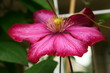 clematis