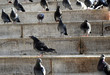 Pigeons