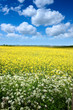 Rape seed field in summer