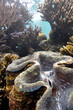 Giant clam