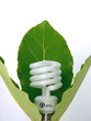 Eco Light Bulb