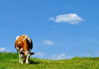 Cow and cloud