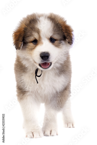 bucovinean shepard puppy bucovinean shepard puppy