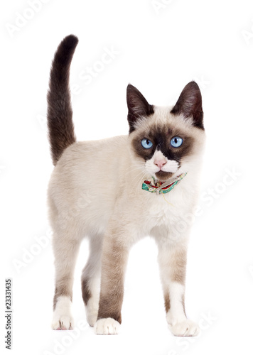 Siamese cat standing