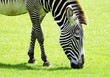 Side view of zebra
