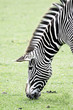 Zebra feeding