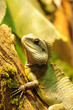 Photo: iguana iguana