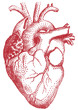 red heart, vector illustration