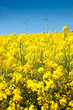 Rape seed field in summer