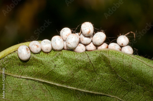 Photo: great peacock moth eggs / Saturnia pyri great peacock moth eggs / Saturnia pyri