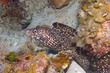 Spotted Moray Eel with cleaner fish