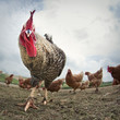 rooster