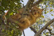 dog on ground, cat in tree