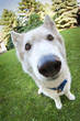 husky with fisheye