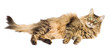 Fluffy cat laying isolated