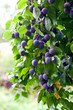 plum tree in overgrown garden