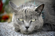 Chat gris