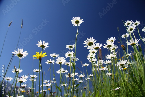 Foto: margeriten margeriten