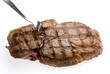 chuleta asada