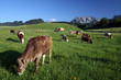 Milchkühe in typischer Breglandschaft