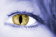 Auge - Katzenauge