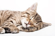sleeping cat