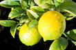 lemons on tree branch