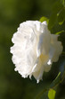 Weiße Rose